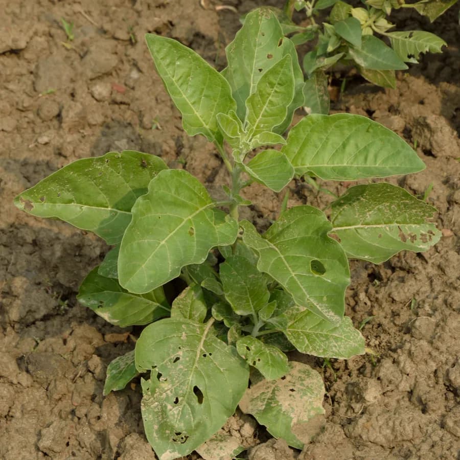 Ashwagandha extract
