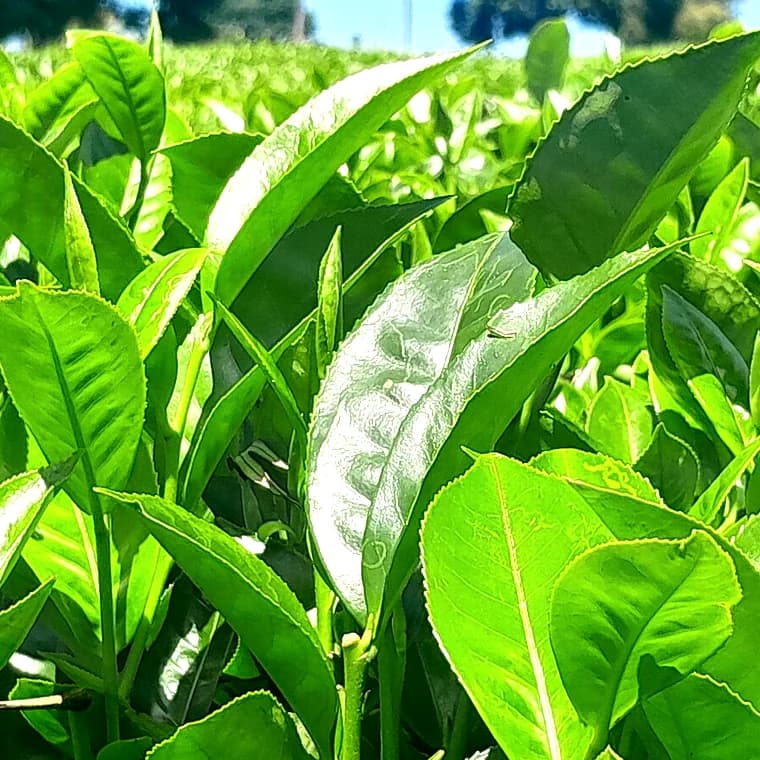 Green tea extract