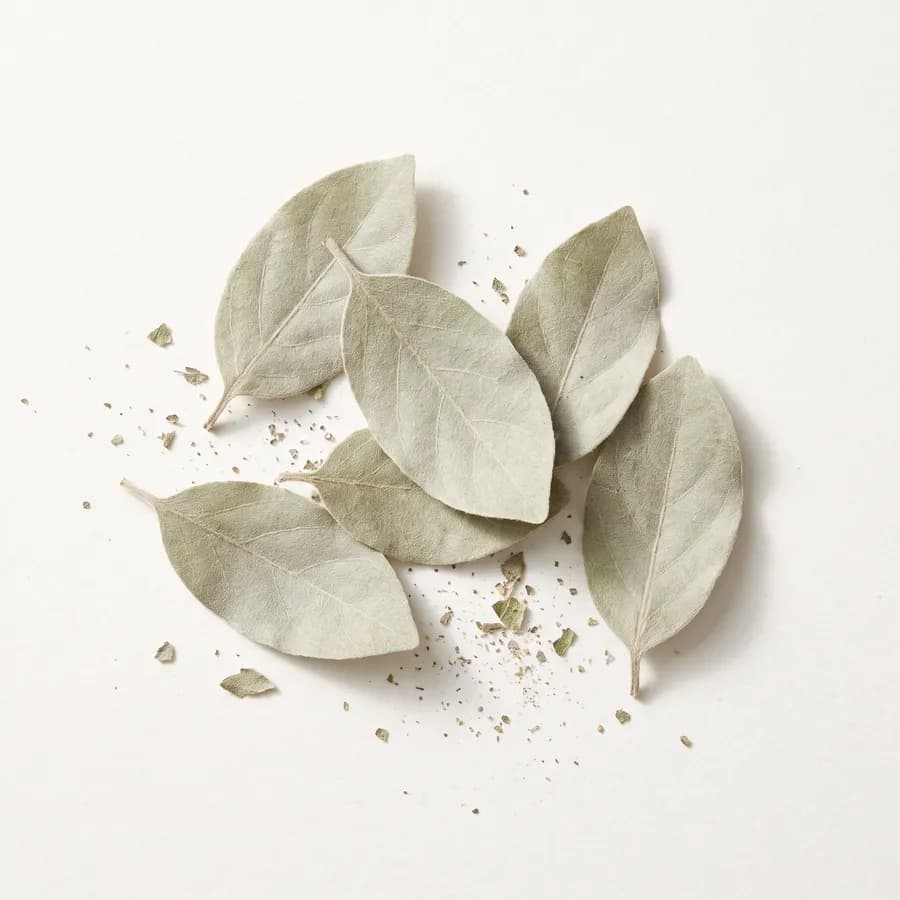 Gymnema sylvestre