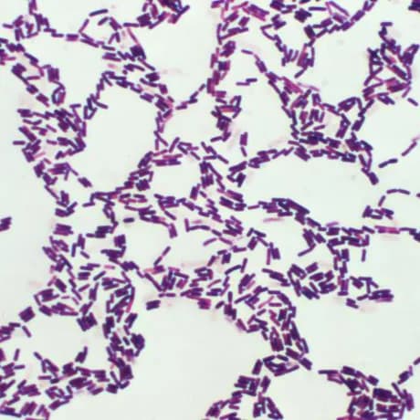 Lactobacillus supergenes