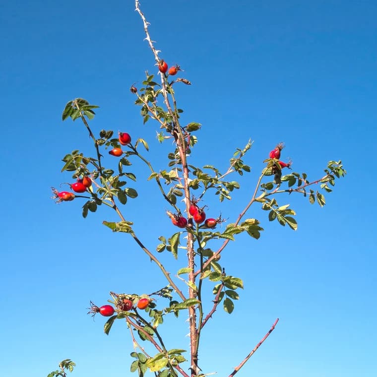 Rose hip