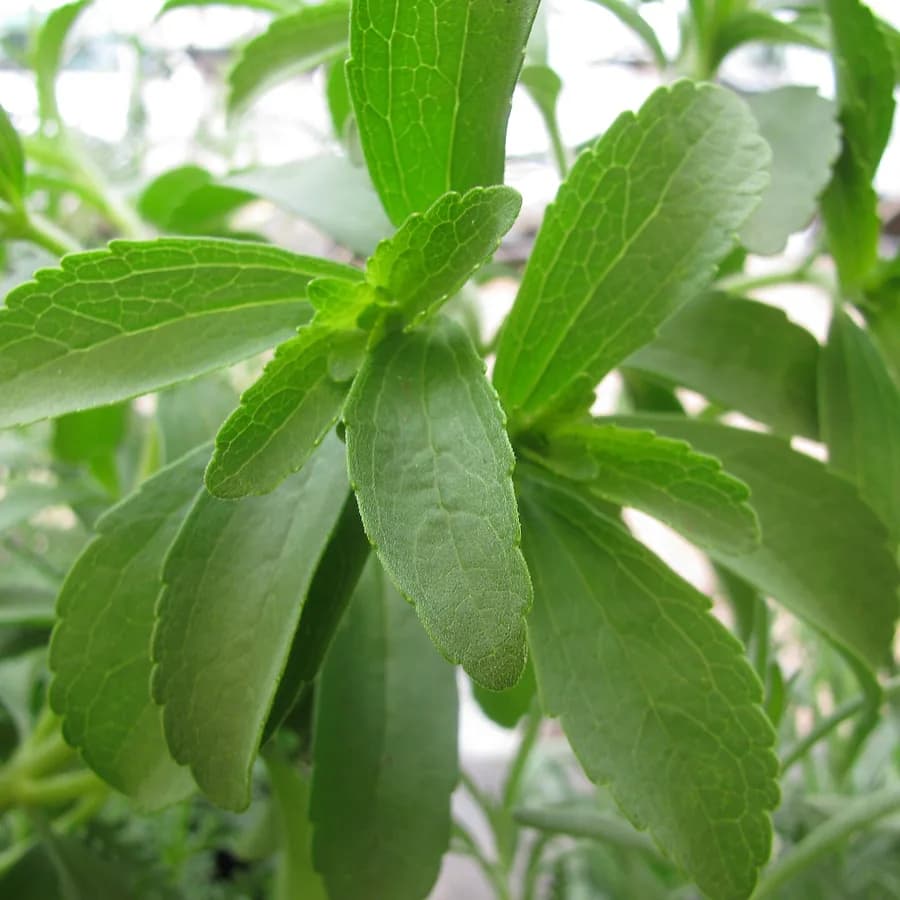 Low glycemic index with stevia