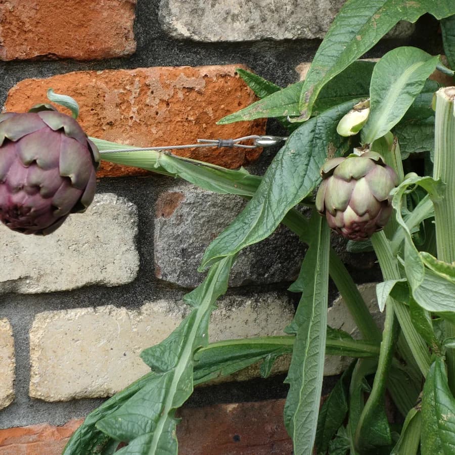 Artichoke (Cynara scolymus)