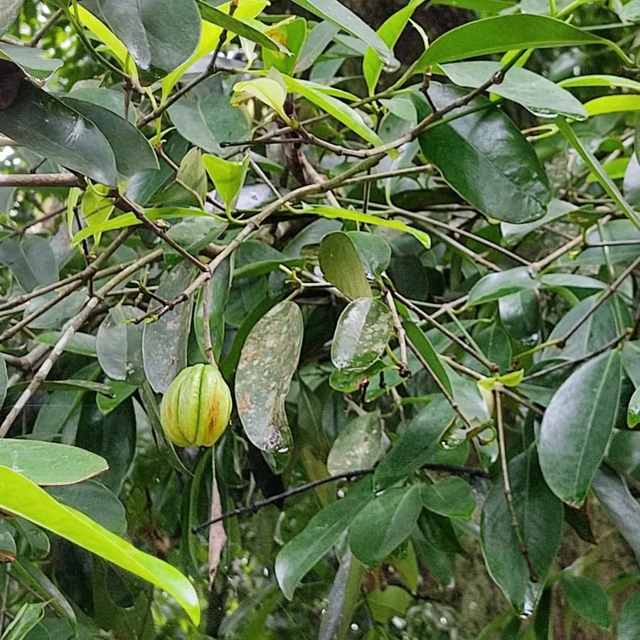 Garcinia cambogia