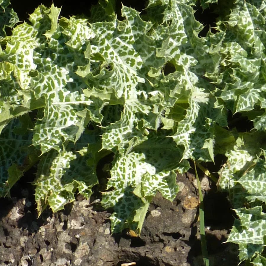 Milk thistle (Silybum marianum)