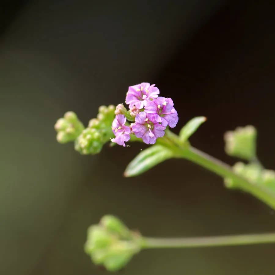 Punarnava (Boerhavia diffusa)