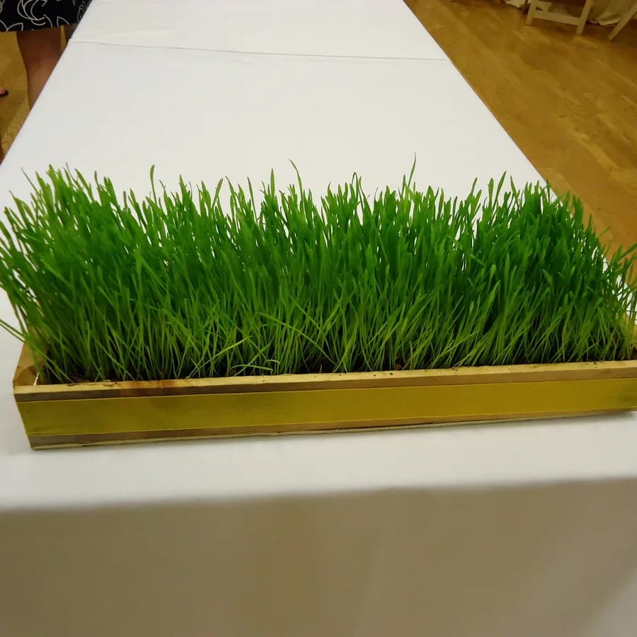 Wheatgrass extract